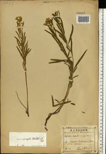 Euphorbia virgata Waldst. & Kit., Eastern Europe, Central region (E4) (Russia)