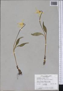 Erythronium oregonum Applegate, America (AMER) (Canada)