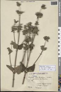 Phlomoides pratensis (Kar. & Kir.) Adylov, Kamelin & Makhm., Middle Asia, Northern & Central Tian Shan (M4) (Kazakhstan)