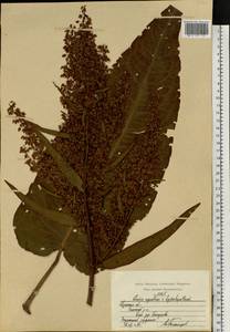 Rumex ×heterophyllus Schultz, Eastern Europe, Central region (E4) (Russia)