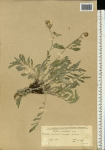 Psephellus marschallianus (Spreng.) K.Koch, Eastern Europe, Lower Volga region (E9) (Russia)