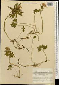 Cardamine abchasica Govaerts, Caucasus, South Ossetia (K4b) (South Ossetia)