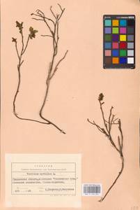 Vaccinium myrtillus L., Eastern Europe, Belarus (E3a) (Belarus)