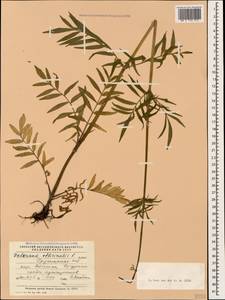 Valeriana officinalis L., Caucasus, Georgia (K4) (Georgia)