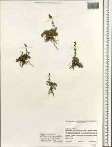 Artemisia argyrophylla Ledeb., Mongolia (MONG) (Mongolia)