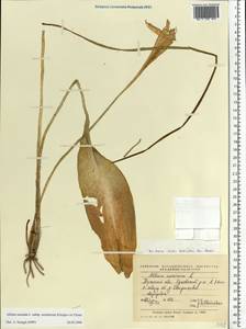 Allium ursinum L., Eastern Europe, Central region (E4) (Russia)