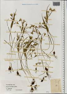 Gagea minima (L.) Ker Gawl., Eastern Europe, Central forest-and-steppe region (E6) (Russia)