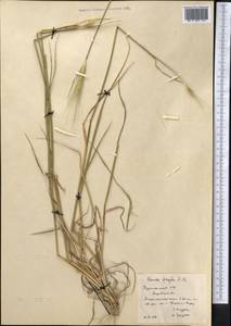 Secale sylvestre Host, Middle Asia, Karakum (M6) (Turkmenistan)