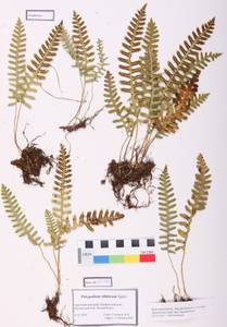 Polypodium sibiricum Sipliv., Siberia, Altai & Sayany Mountains (S2) (Russia)