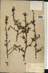 Prunus dulcis (Mill.) D. A. Webb, Caucasus, Georgia (K4) (Georgia)