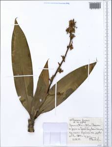 Dracaena fragrans (L.) Ker Gawl., Africa (AFR) (Ethiopia)