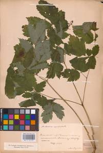 Actaea spicata L., Eastern Europe (no precise locality) (E0)