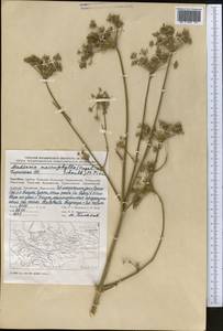 Mediasia macrophylla (Regel & Schmalh.) Pimenov, Middle Asia, Pamir & Pamiro-Alai (M2) (Kyrgyzstan)
