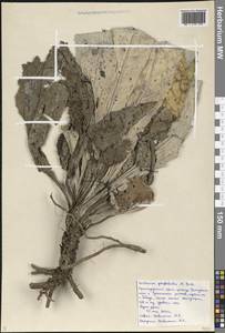 Verbascum gnaphalodes M.Bieb., Caucasus, Black Sea Shore (from Novorossiysk to Adler) (K3) (Russia)