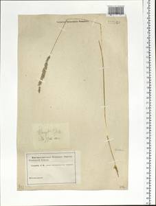 Koeleria pyramidata (Lam.) P.Beauv., Siberia, Baikal & Transbaikal region (S4) (Russia)