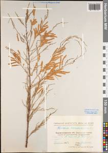 Tamarix ramosissima Ledeb., Eastern Europe, North Ukrainian region (E11) (Ukraine)