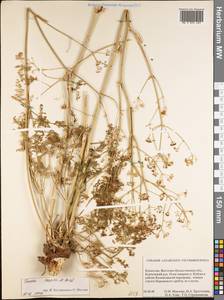 Ferula caspica M.Bieb., Siberia, Western (Kazakhstan) Altai Mountains (S2a) (Kazakhstan)