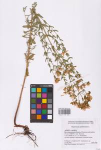 Hypericum perforatum L., Eastern Europe, Lower Volga region (E9) (Russia)