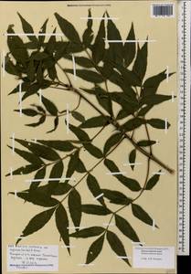 Fraxinus angustifolia subsp. oxycarpa (M.Bieb. ex Willd.) Franco & Rocha Afonso, Caucasus, Black Sea Shore (from Novorossiysk to Adler) (K3) (Russia)