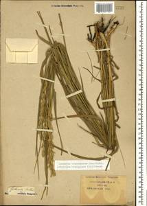 Thinopyrum intermedium subsp. intermedium, Caucasus, Krasnodar Krai & Adygea (K1a) (Russia)