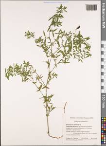 Lathyrus pratensis L., Eastern Europe, North-Western region (E2) (Russia)