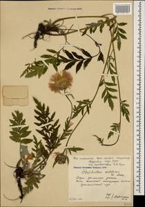 Psephellus colchicus Sosn., Caucasus, South Ossetia (K4b) (South Ossetia)