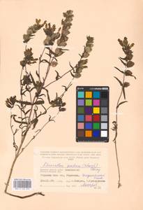 MHA 0 162 073, Rhinanthus serotinus var. vernalis (N. W. Zinger) Janch., Eastern Europe, Western region (E3) (Russia)