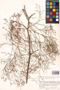 Limonium platyphyllum Lincz., Eastern Europe, Moscow region (E4a) (Russia)