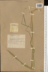 Brachypodium pinnatum (L.) P.Beauv., Eastern Europe, South Ukrainian region (E12) (Ukraine)