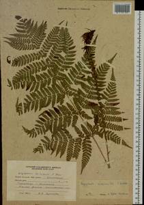 Dryopteris dilatata subsp. dilatata, Siberia, Russian Far East (S6) (Russia)