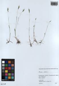 Bromus hordeaceus subsp. hordeaceus, Siberia, Altai & Sayany Mountains (S2) (Russia)