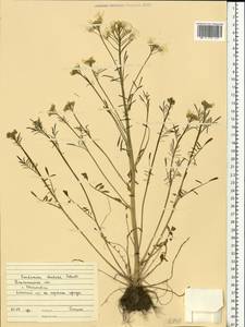 Cardamine pratensis subsp. dentata (Schult.) Celak., Eastern Europe, South Ukrainian region (E12) (Ukraine)