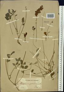 Hedysarum splendens DC., Siberia, Altai & Sayany Mountains (S2) (Russia)