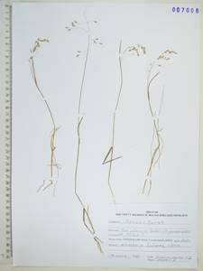 Poa glauca Vahl, Siberia, Russian Far East (S6) (Russia)