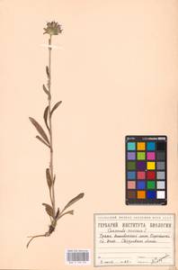 Campanula cervicaria L., Eastern Europe, Eastern region (E10) (Russia)