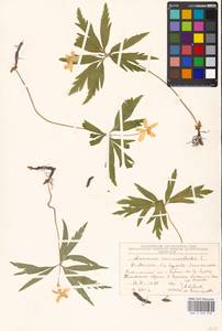 Anemone ranunculoides L., Eastern Europe, Moscow region (E4a) (Russia)