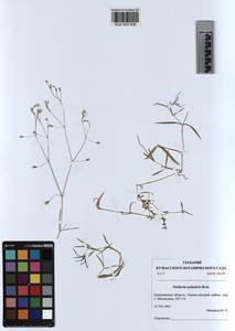 KUZ 003 826, Stellaria palustris Ehrh. ex Retz., Siberia, Altai & Sayany Mountains (S2) (Russia)