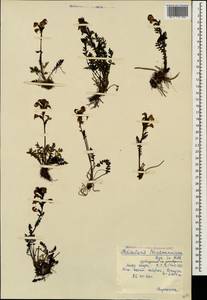Pedicularis nordmanniana Bunge, Caucasus, Krasnodar Krai & Adygea (K1a) (Russia)