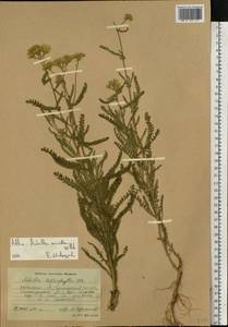 Achillea micrantha Willd., Eastern Europe, South Ukrainian region (E12) (Ukraine)