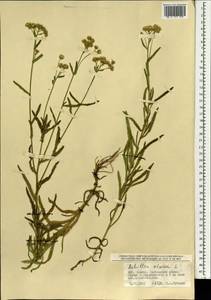 Achillea alpina subsp. alpina, Mongolia (MONG) (Mongolia)