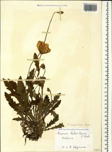 Papaver oreophilum Rupr., Caucasus (no precise locality) (K0)