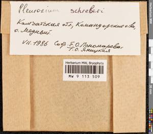 Pleurozium schreberi (Willd. ex Brid.) Mitt., Bryophytes, Bryophytes - Chukotka & Kamchatka (B21) (Russia)