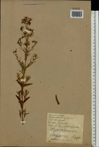 Hypericum elegans Steph. ex Willd., Eastern Europe, North Ukrainian region (E11) (Ukraine)