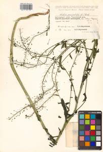 Neslia paniculata (L.) Desv., Siberia, Russian Far East (S6) (Russia)