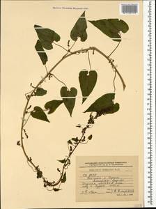 Hablitzia tamnoides M. Bieb., Caucasus, North Ossetia, Ingushetia & Chechnya (K1c) (Russia)