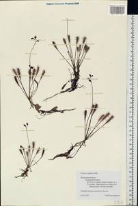 Drosera × anglica Huds., Eastern Europe, North-Western region (E2) (Russia)