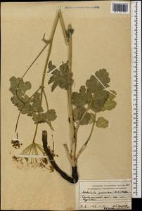 Pastinaca clausii (Ledeb.) Calest., Caucasus, Stavropol Krai, Karachay-Cherkessia & Kabardino-Balkaria (K1b) (Russia)