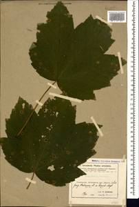 Acer pseudoplatanus L., Caucasus, Azerbaijan (K6) (Azerbaijan)