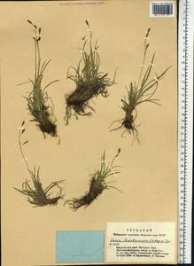 Carex ledebouriana C.A.Mey. ex Trevir., Siberia, Altai & Sayany Mountains (S2) (Russia)