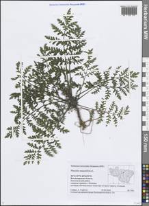 Phacelia tanacetifolia Benth., Eastern Europe, Central region (E4) (Russia)